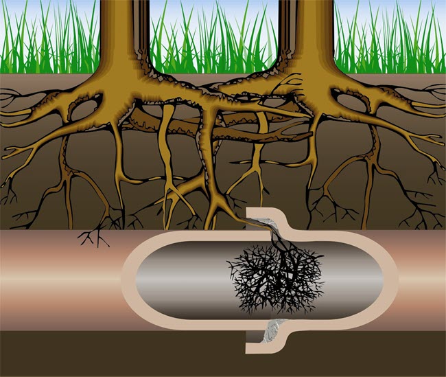 Drain-Root-Removal-Tree-and-plant-roots-removed-from-drainage-systems